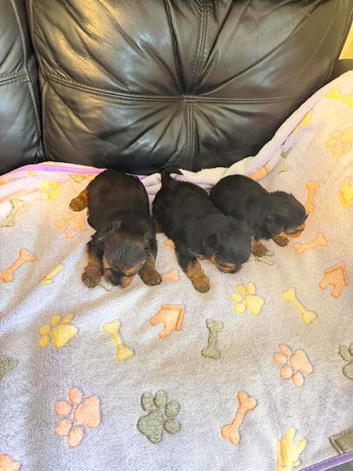 Miniature Yorkshire terrier / yorkie