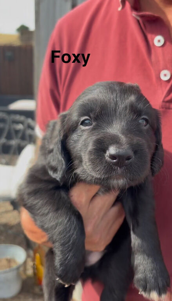 Stunning Collie X Cocker. DNA heath tested mum. Sprollies types