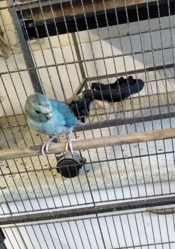 Turquoise Kakariki