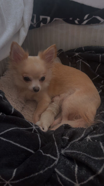 Teacup Chihuahua very small girl