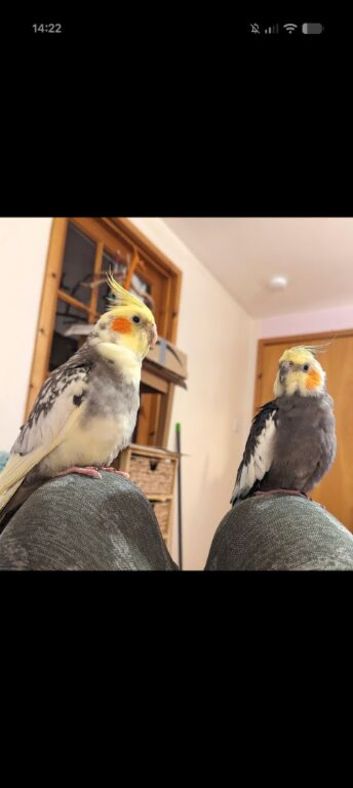 2 Male Cockatiels To Go To An Aviary