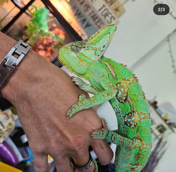 2 Adult Yemen Chameleons