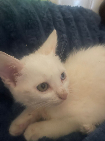 kittens