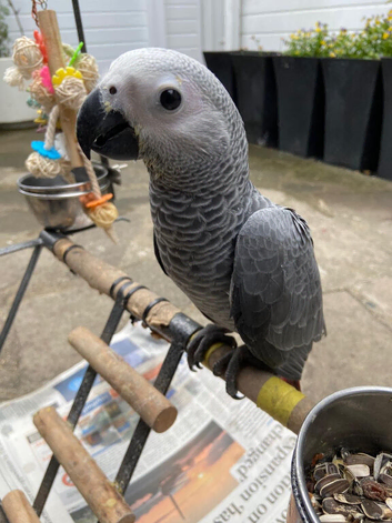 Baby African grey hand reared