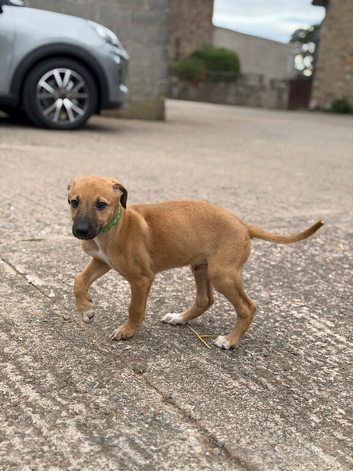 Outstanding Working-Bred Whippet Lurcher Puppies