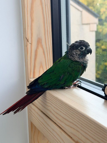 Edinburgh, Gentle Blue-crowned Conure, seeking for a new home!