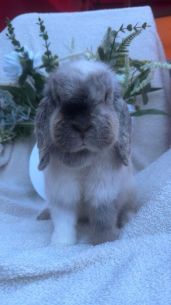 Mini lop doe