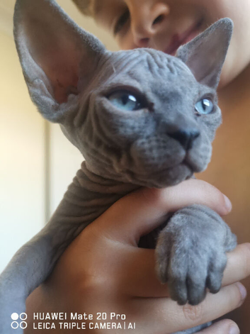 canadian sphynx