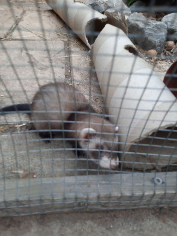 Baby ferrets