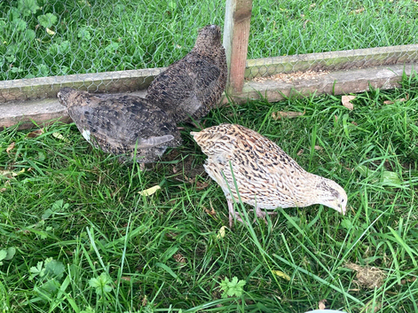 Coturnix quail x5