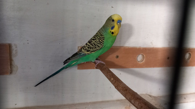 breeding age cock budgies