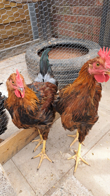 Pure breed Wellsummer cockerels