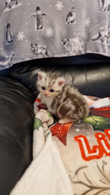 Male persian x cross kitten ready to leave