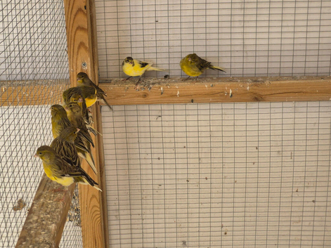 Young canaries available.