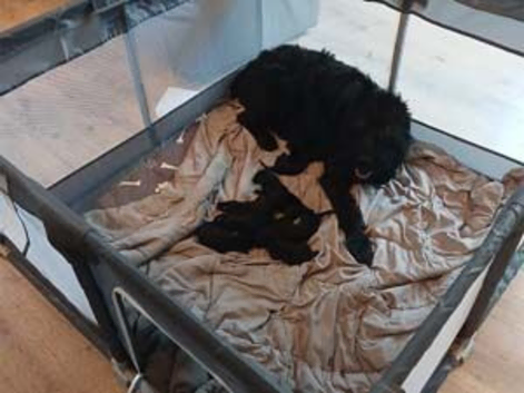 Ready Now!  Superb Giant Schnauzer Puppies
