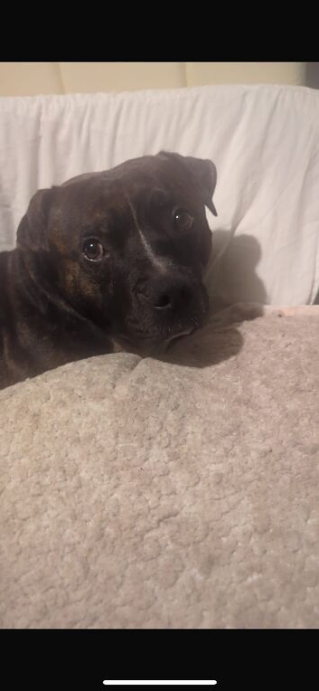 Needs a good home