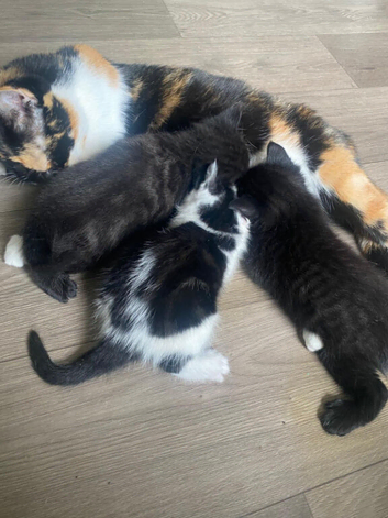 Cute kittens