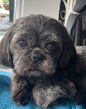 Shihtzu for stud