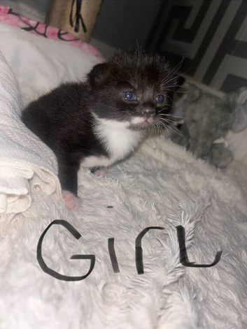 Kitten
