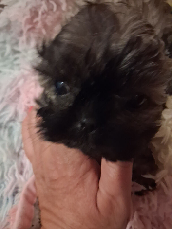 Beautiful shih tzu puppy