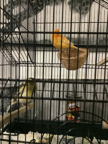 Pair canary&rsquo;s and cage