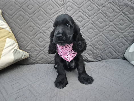 Gorgeous show cocker spaniel puppies