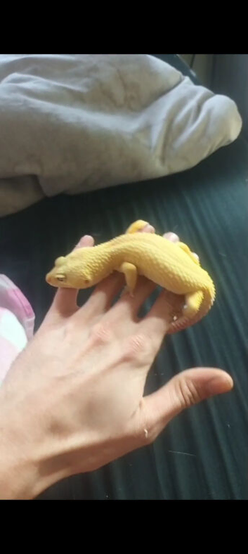 3 lepard geckos 1 male 2 females