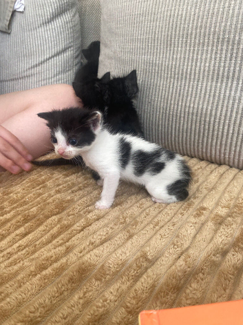 2 kittens remaining from litter of 6
