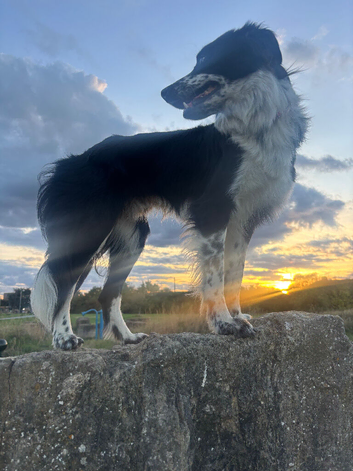 border collie