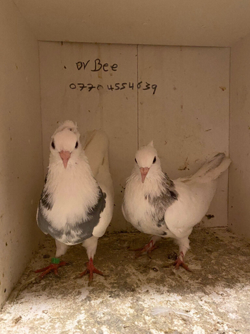 Iranian pigeons