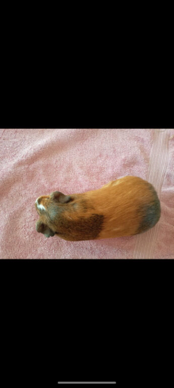 Guinea pigs for sale