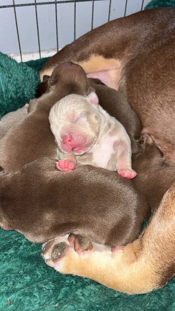 Micro bullys