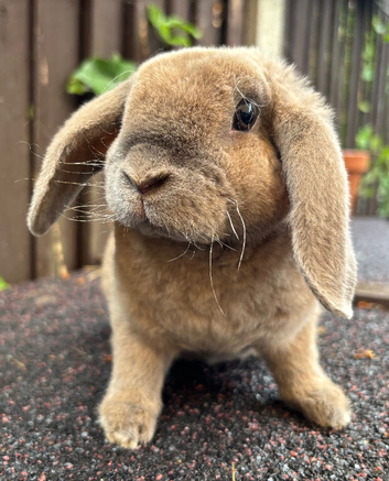 Mini Plush Lop Doe: ready to leave