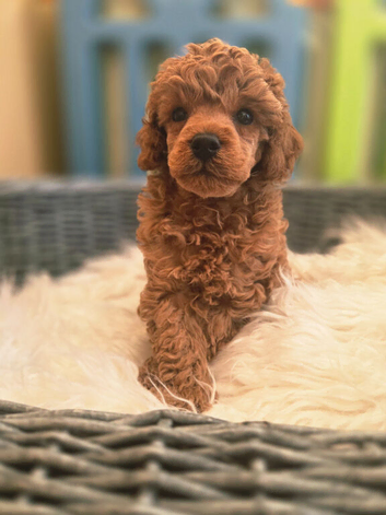 IKC Registered Toy Poodle Boy