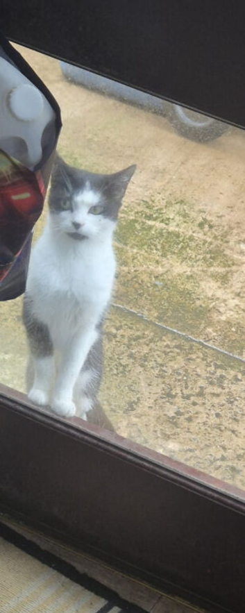 2 cats both girl