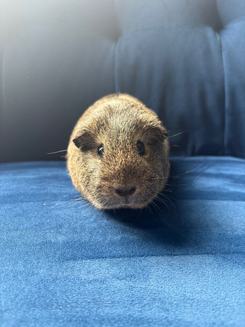 Female guinea pig for sale