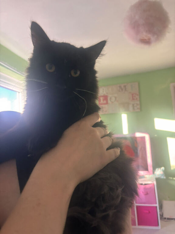 Long haired black cat