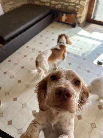 Cocker spaniel make 3.6 years old and cocker x climber 10 months old