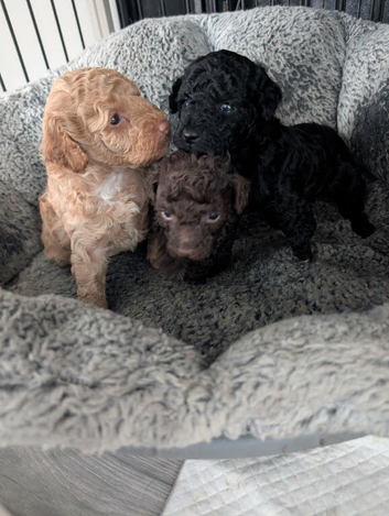 Toy poodle puppy's