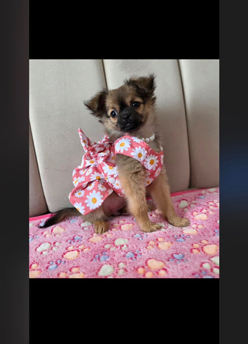 Pomchi