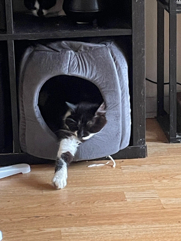 Cats for rehoming