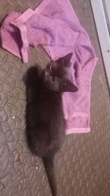 1 kitten