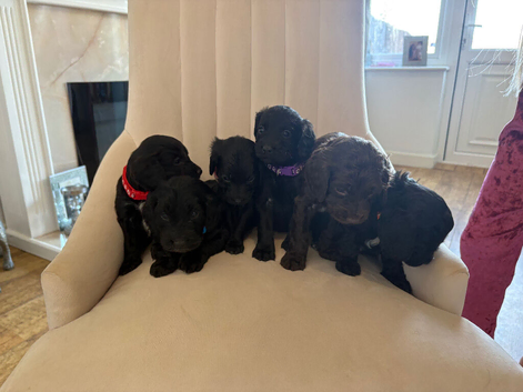 Beautiful Cockapoo puppies