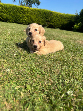 Dachshund miniature long hair KC registered