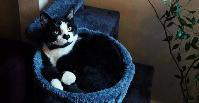 Beautiful Young Cat Looking for a Loving Home