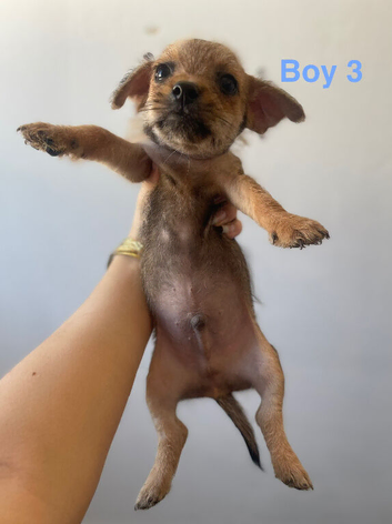 5 Adorable Yorkie Russels / Jorkie Terriers