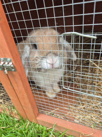 Baby rabbits