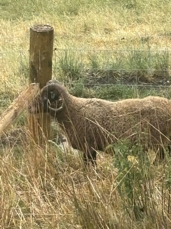 Shetland ram aged