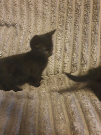 Cross Bengal kittens