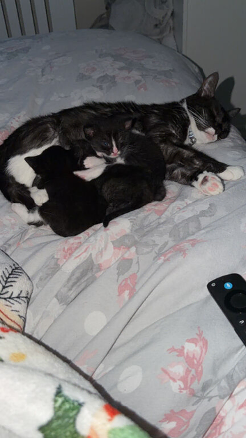 2 male kittens
